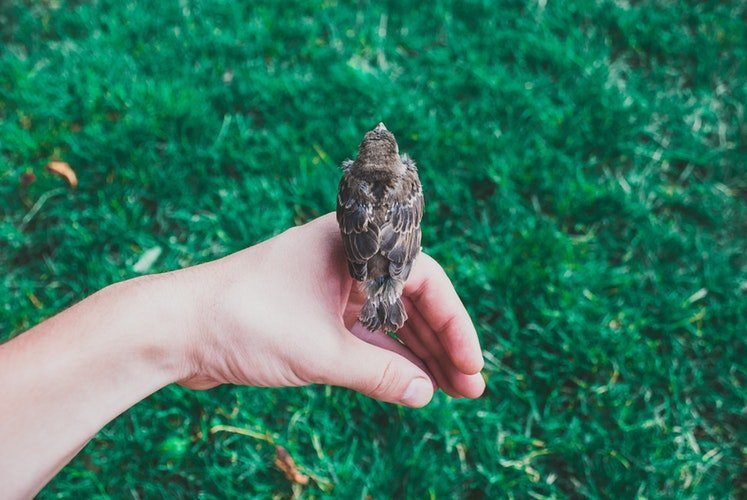 Une main d'enfant tenant un oiseaux | Unsplash