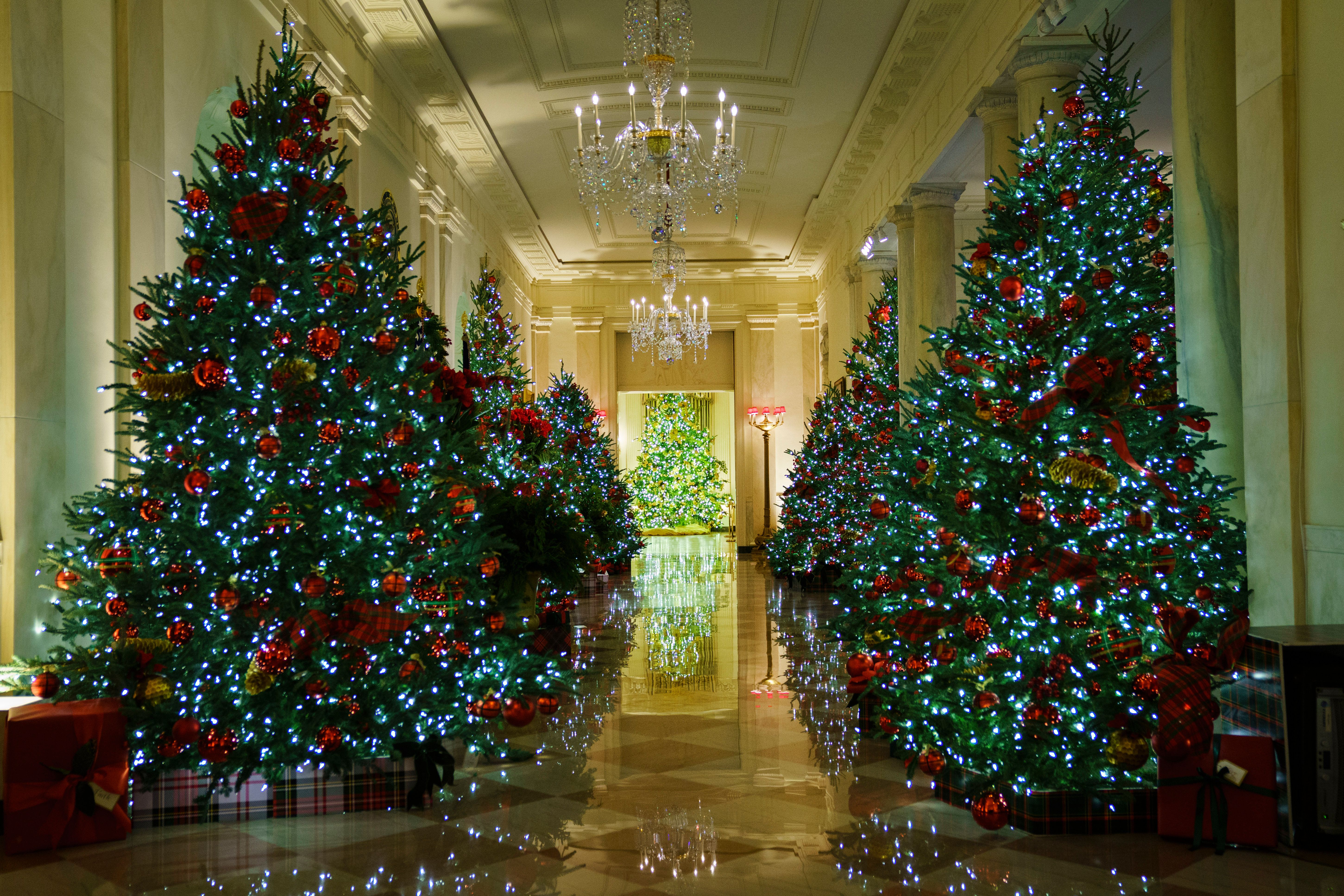 Plusieurs arbres de Noël alignés. | Source : Getty Images