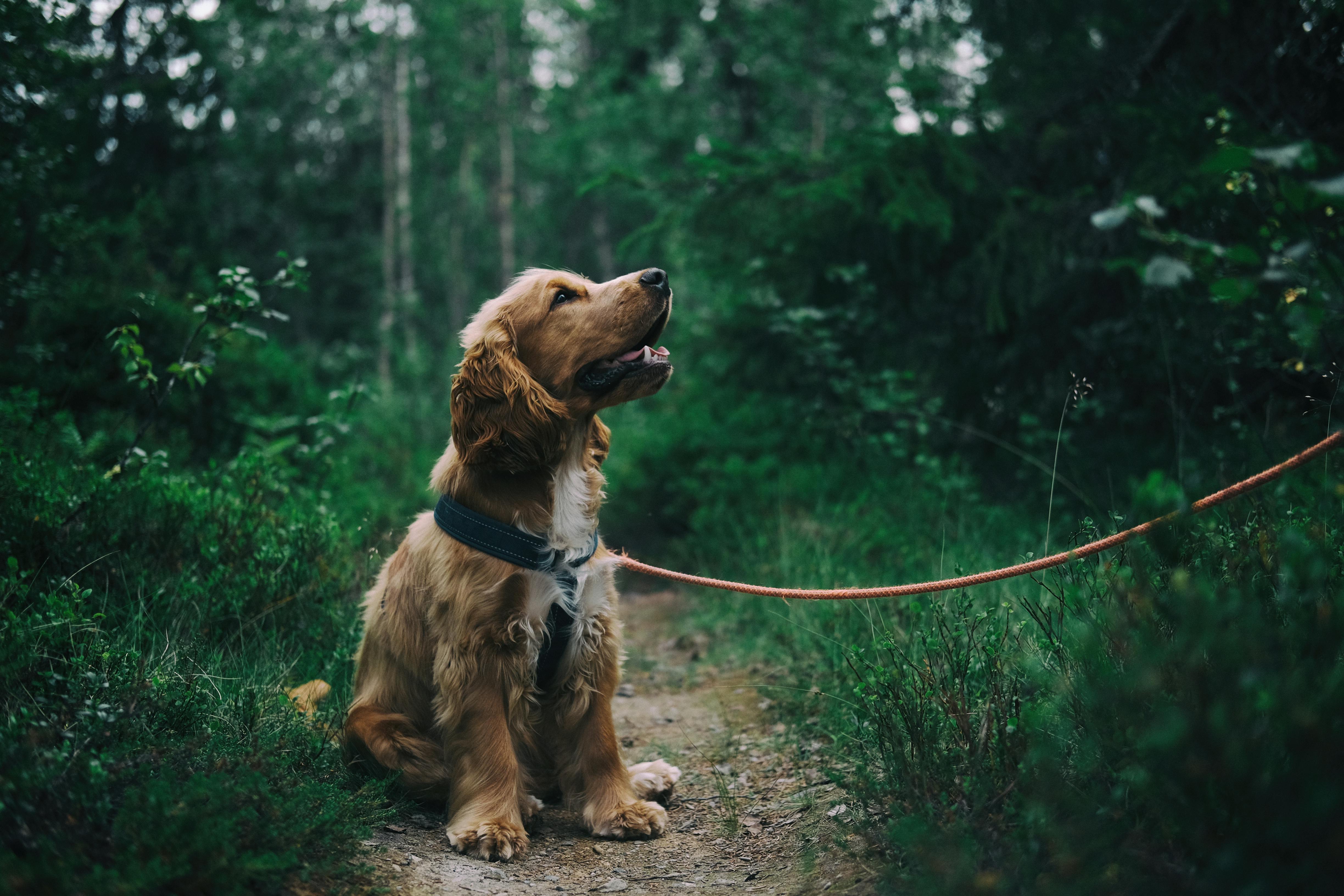 Un chien assis sur le sol entouré de verdure | Source : Pexels