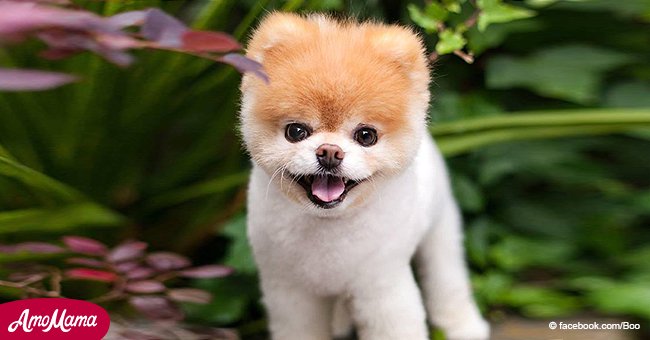Boo, le "chien le plus mignon du monde",  est décédé à l'âge de 12 ans