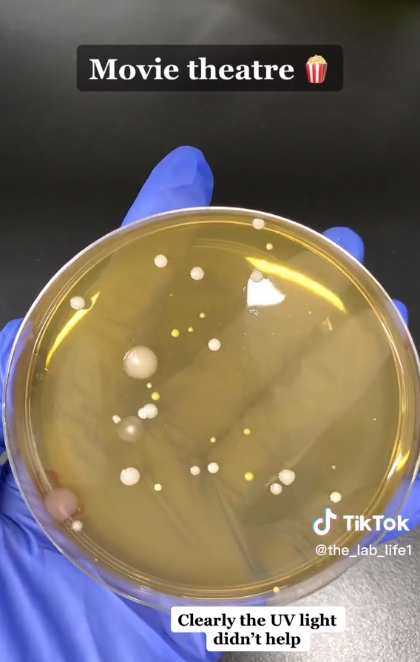 Boîte de Pétri contenant des bactéries provenant d'un sèche-mains de cinéma | Source : TikTok/@the_lab_life1