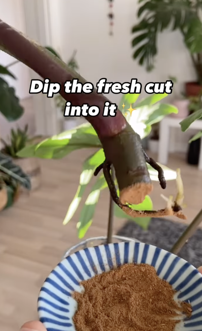 Une bouture de plante enduite de poudre de cannelle avant d'être propagée dans un clip téléchargé le 10 décembre 2024 | Source : Instagram/peoplewithplants_official