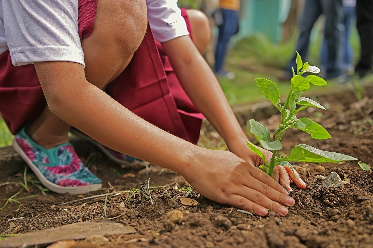 Un enfant qui plante un arbre. | Photo : Pixabay
