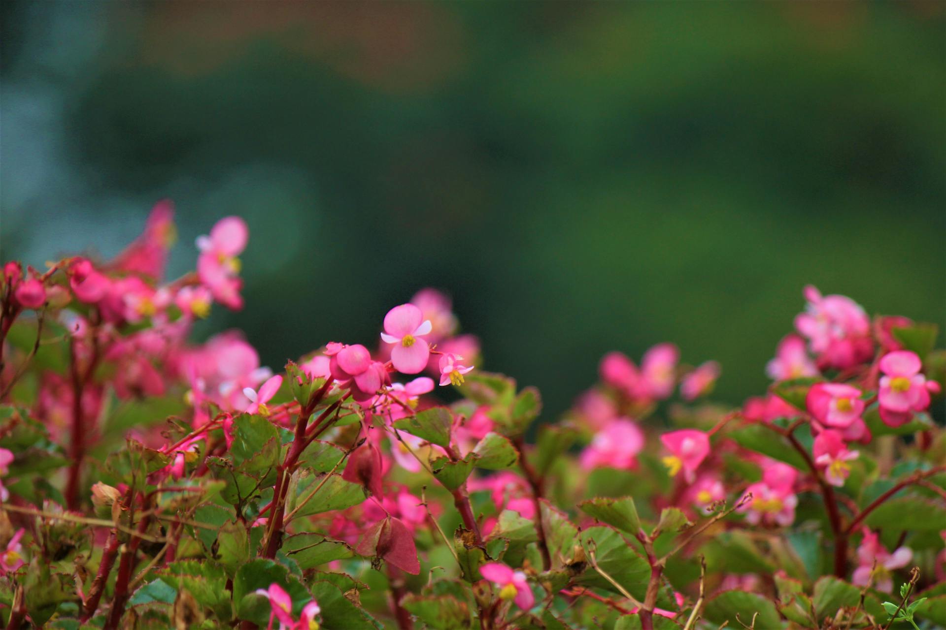 Fleurs dans un jardin | Source : Pexels