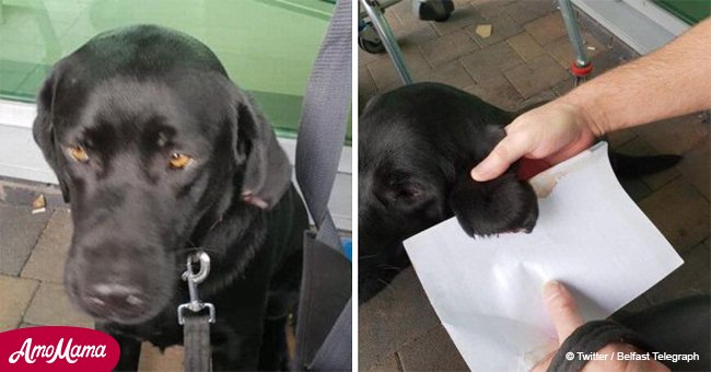 Un chien a eu l'oreille coupée en attendant son propriétaire en dehors d'un magasin