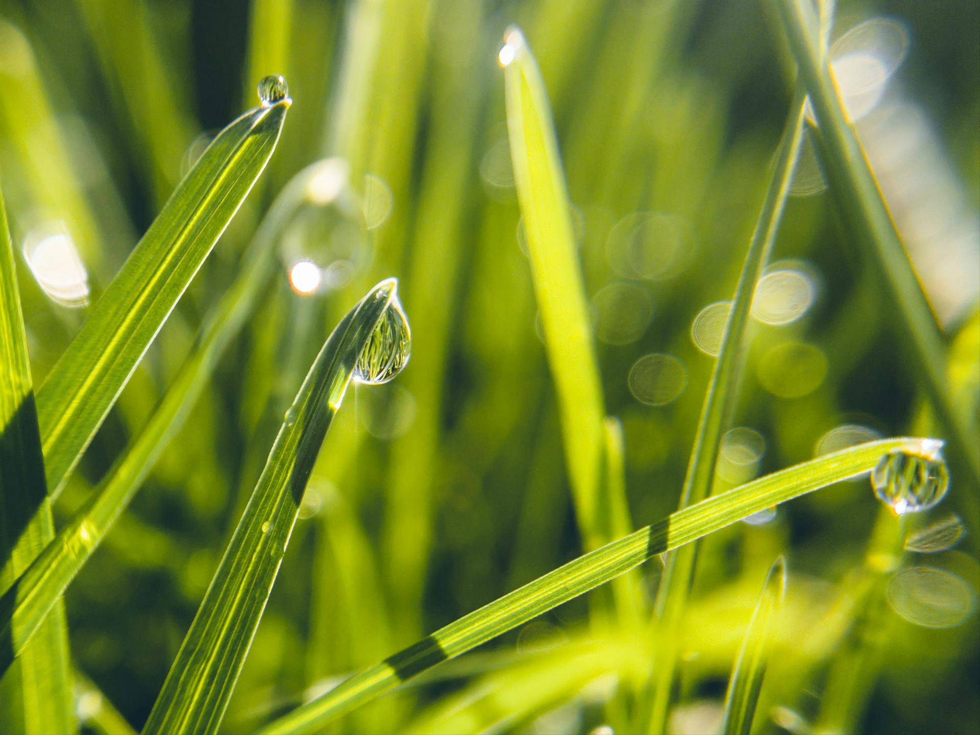 Gouttes d'eau sur l'herbe | Source : Pexels