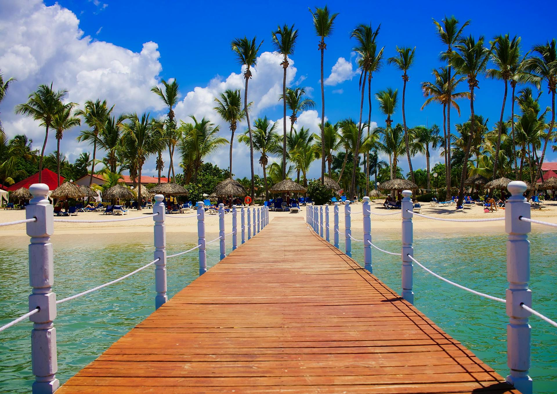 Une vue de palmiers sur la plage | Source : Pexels