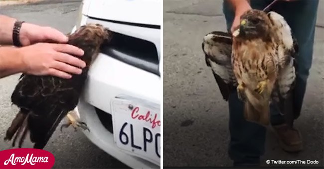 Un faucon a été sauvé après être resté coincé dans la calandre