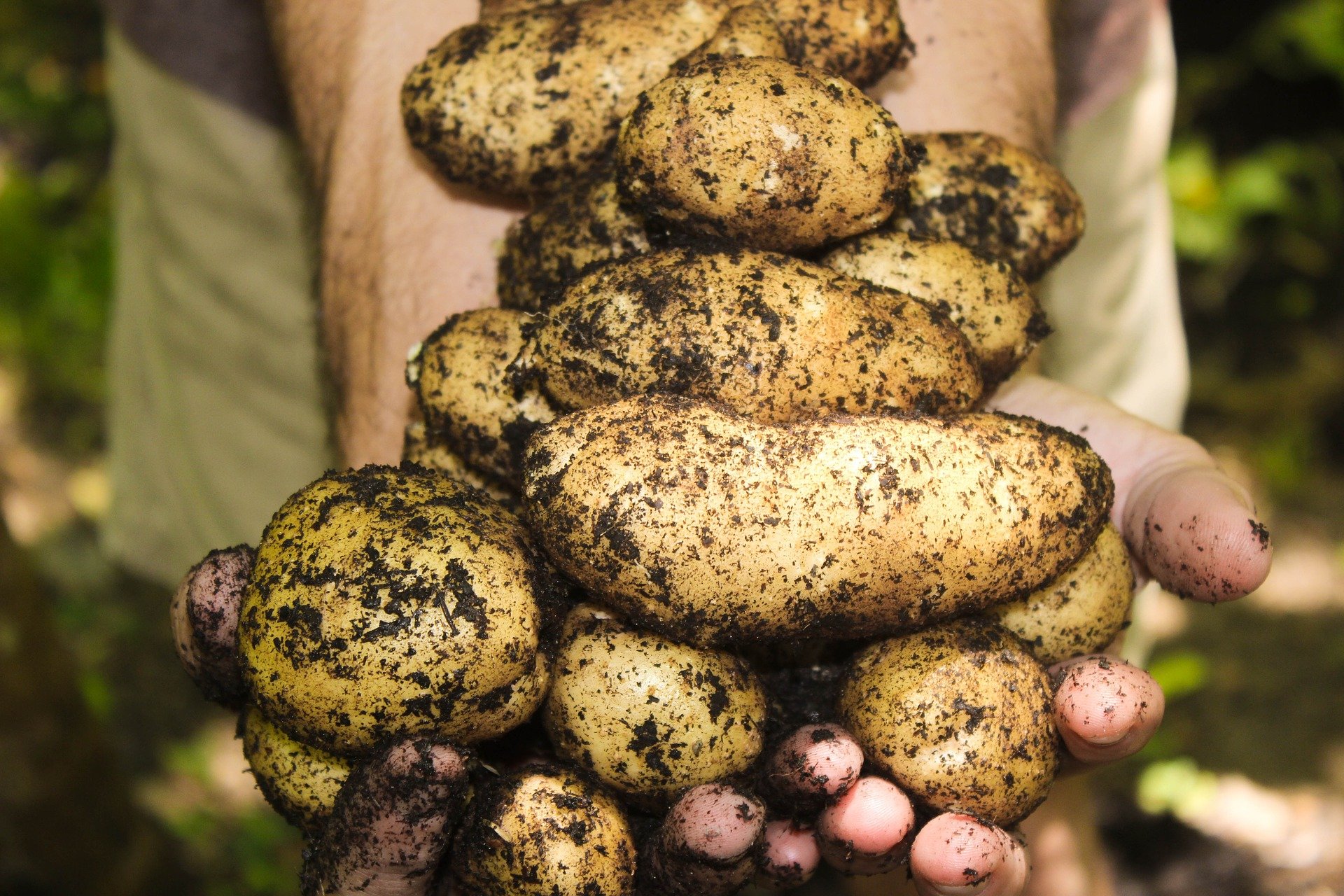 Des pommes de terre. | Photo : Pixabay
