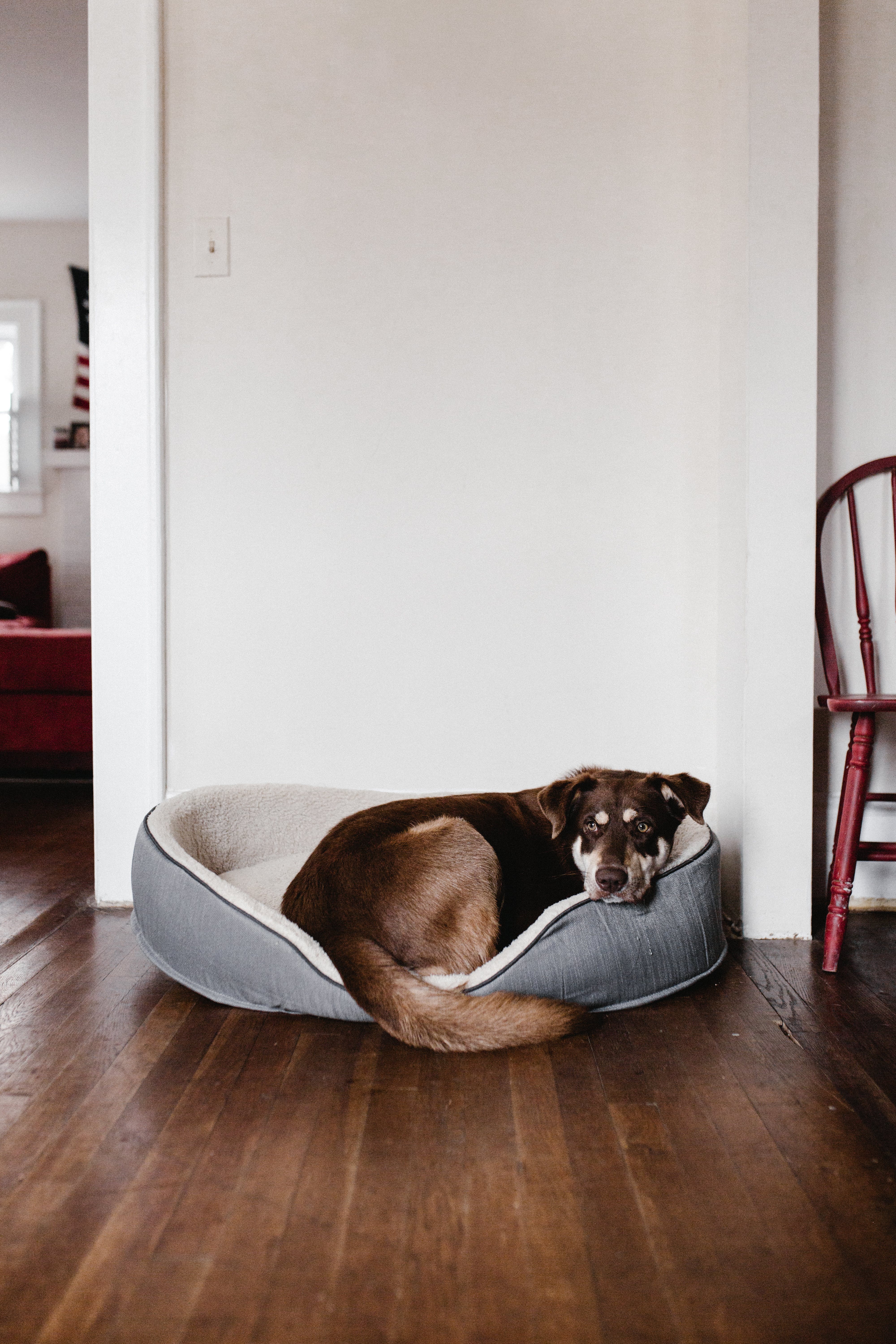 Un perro descansando en una cama para mascotas. | Fuente: Pexels