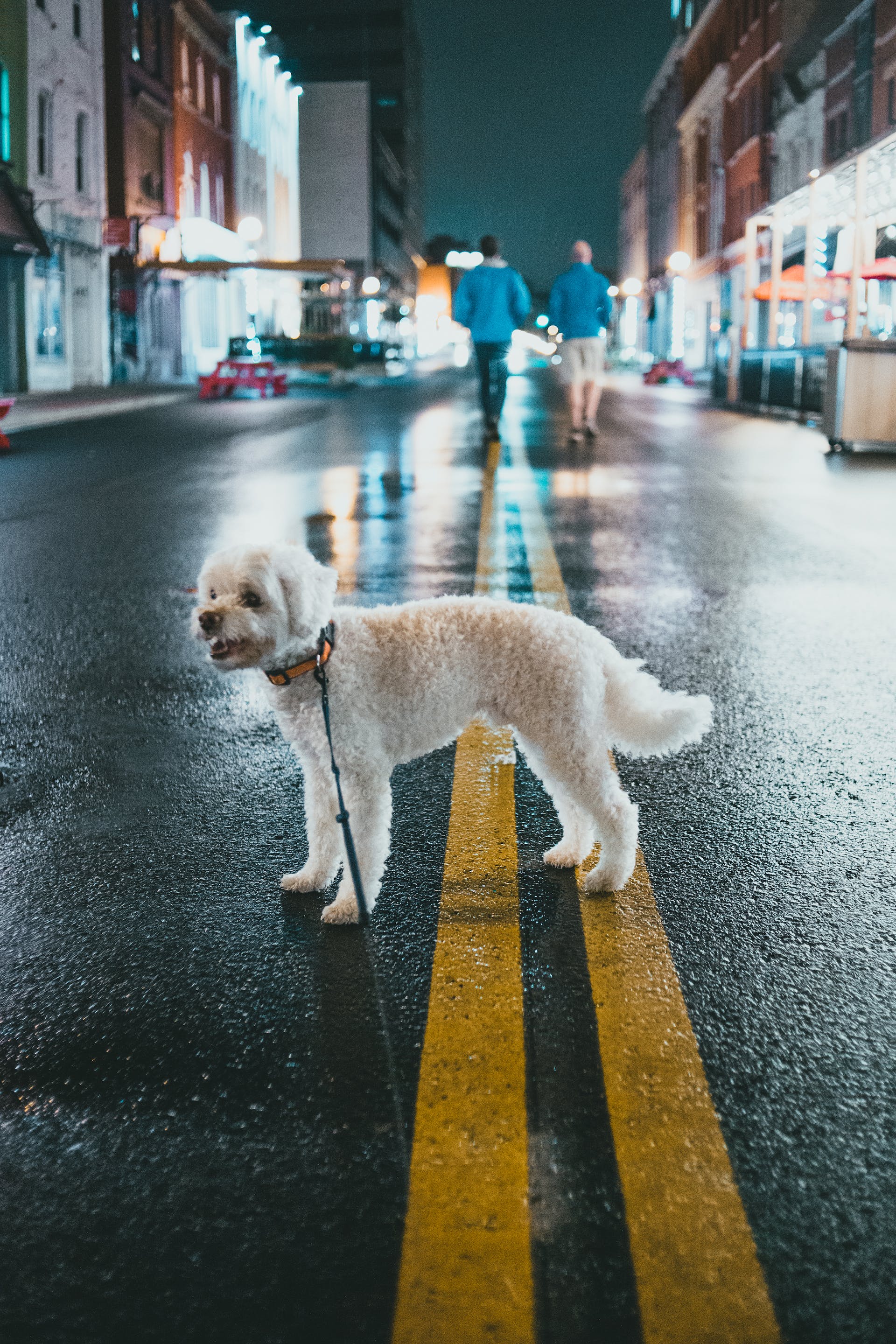Caniche blanc debout au milieu d'une route | Source : Pexels