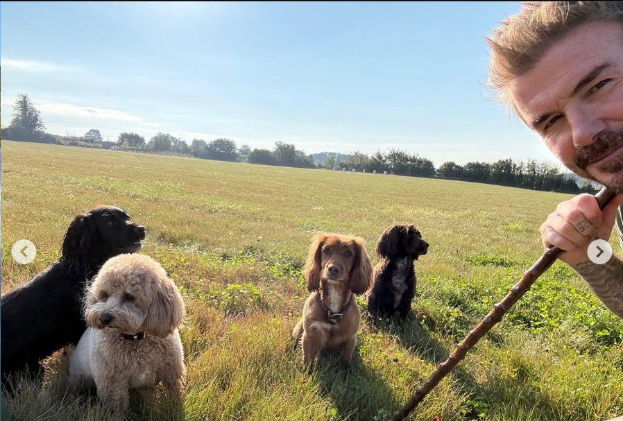 David Beckham avec ses chiens, extrait d'un post daté du 10 octobre 2024 | Source : Instagram/davidbeckham