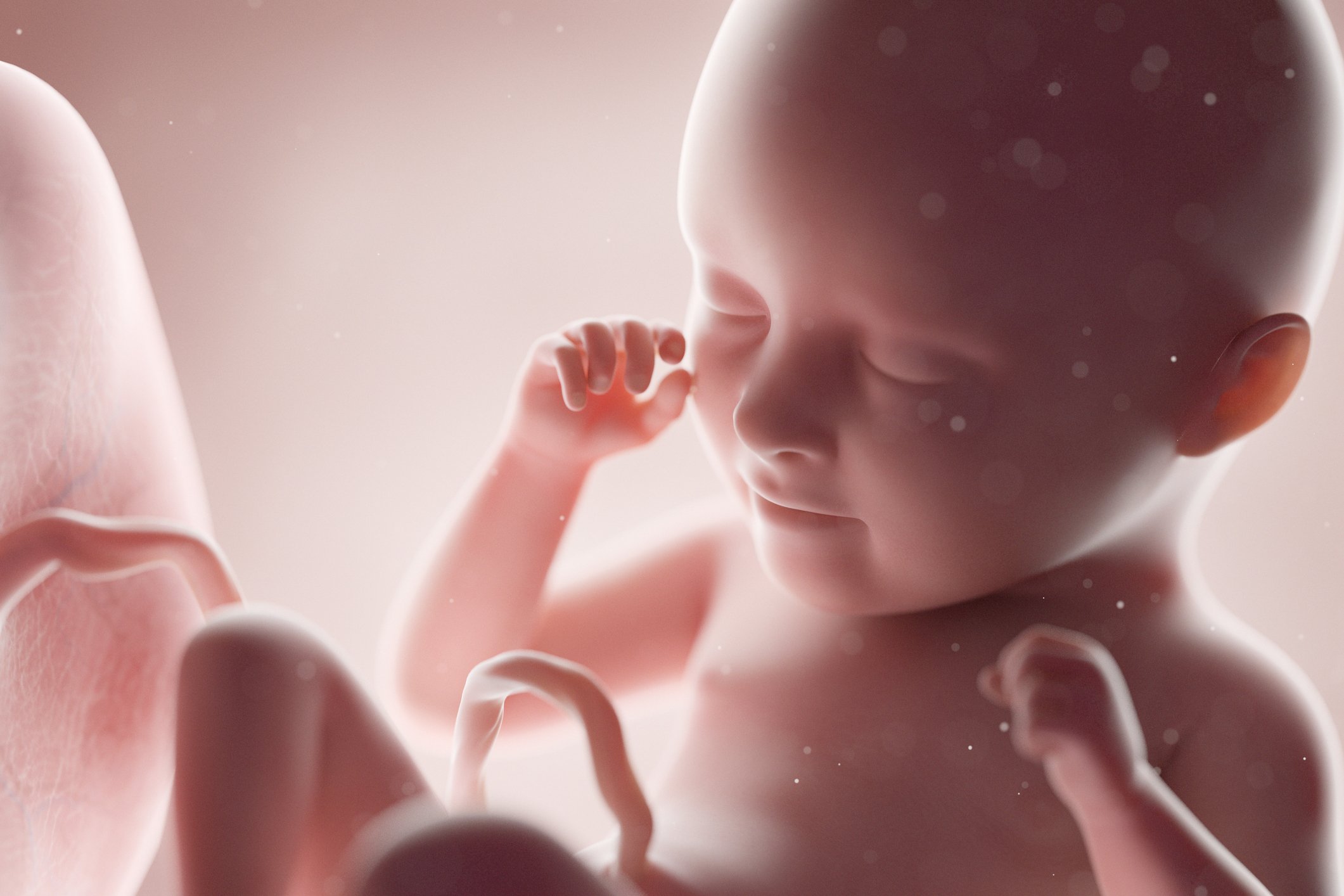 Un fœtus humain | photo : Getty Images