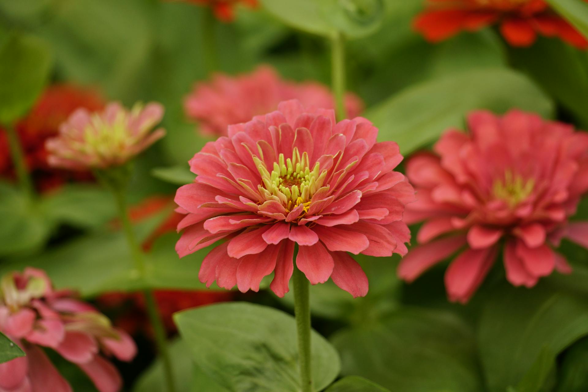 Zinnias | Source : Pexels