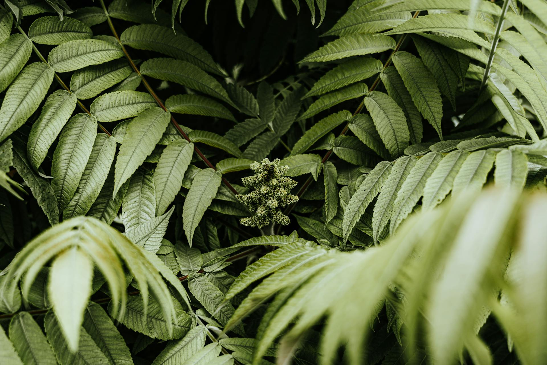 Un gros plan de feuilles | Source : Pexels