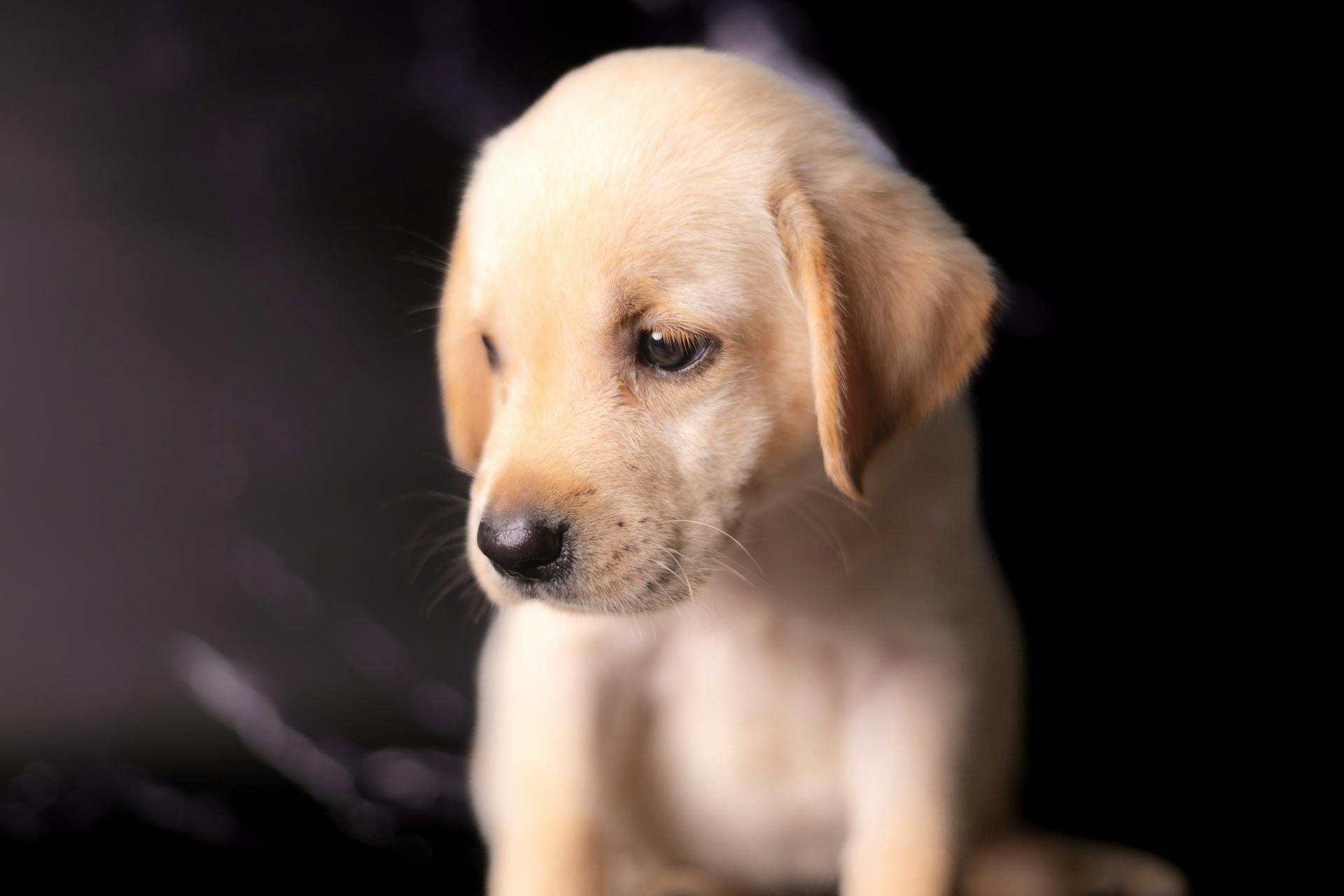 Un chiot | Source : Pexels