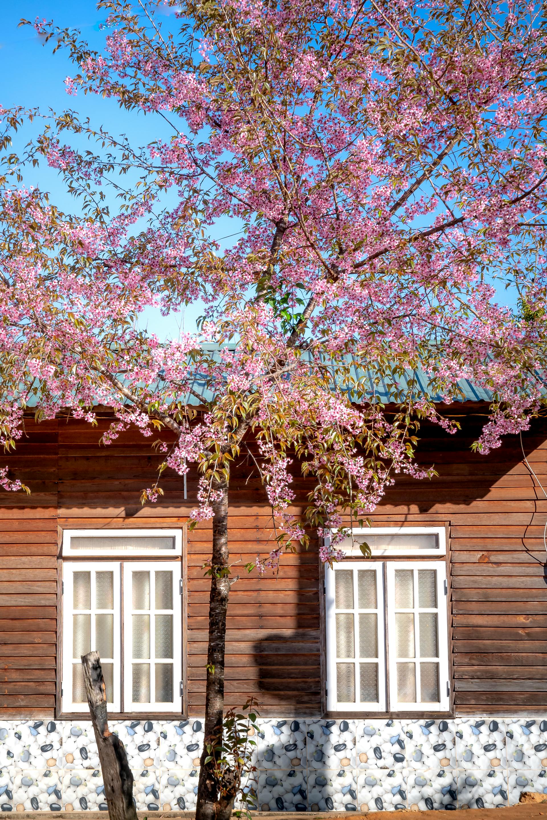 Fenêtres de maison | Source : Pexels