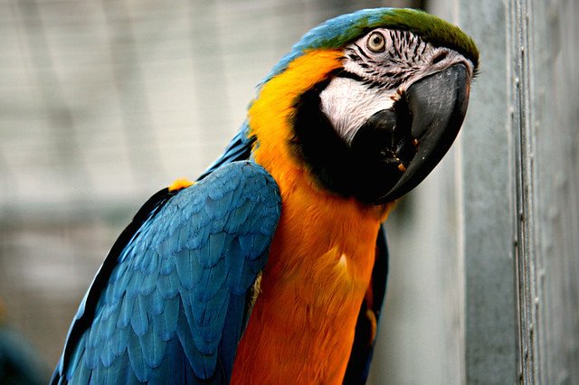 Un magnifique perroquet. l Source: Flickr