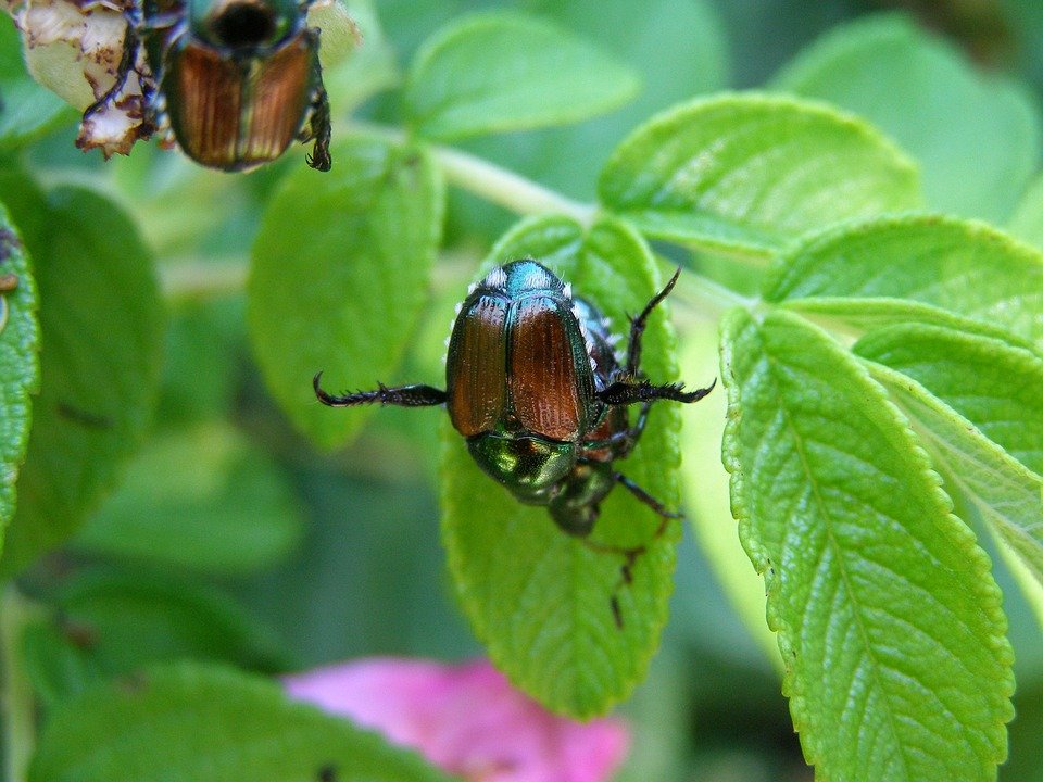 Des scarabées japonais | Photo : Pixabay