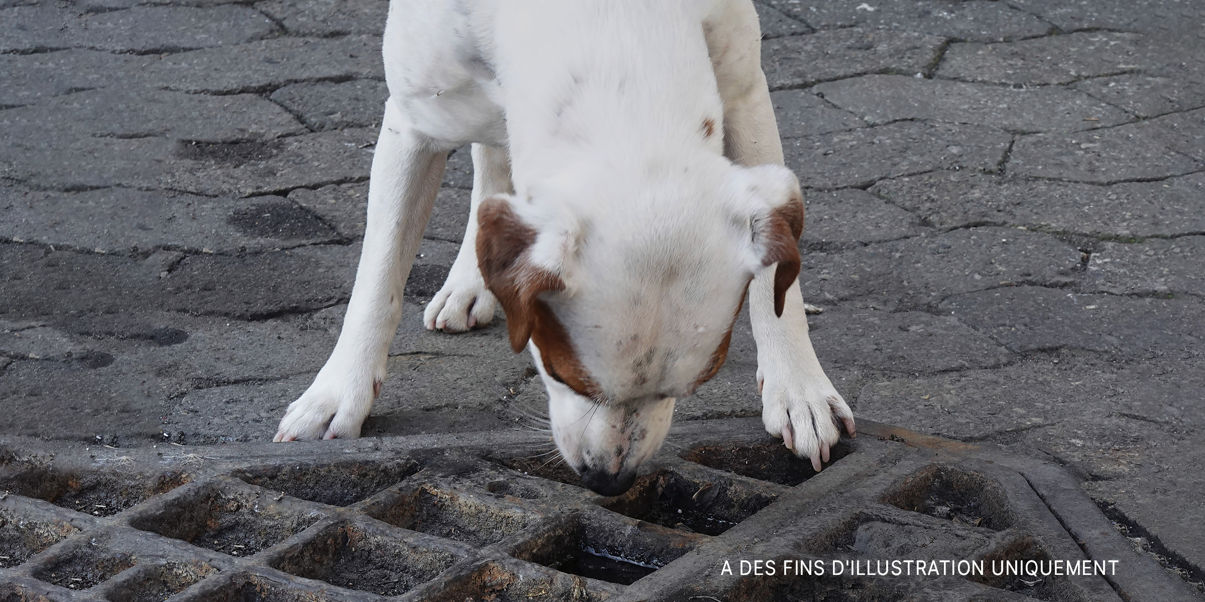 Getty Images | Un chien qui regarde à travers la grille d'un égout