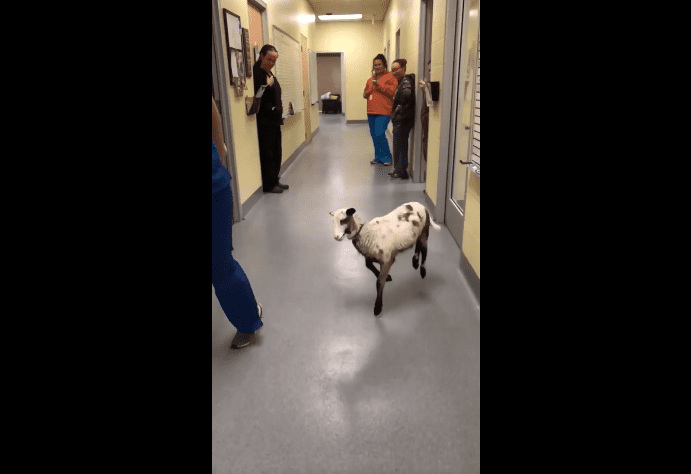 Je veux danser avec quelqu'un, un corps de baa baa baa baa baa qui m'aime. | Photo : Facebook/Longview Animal Care and Adoption Center