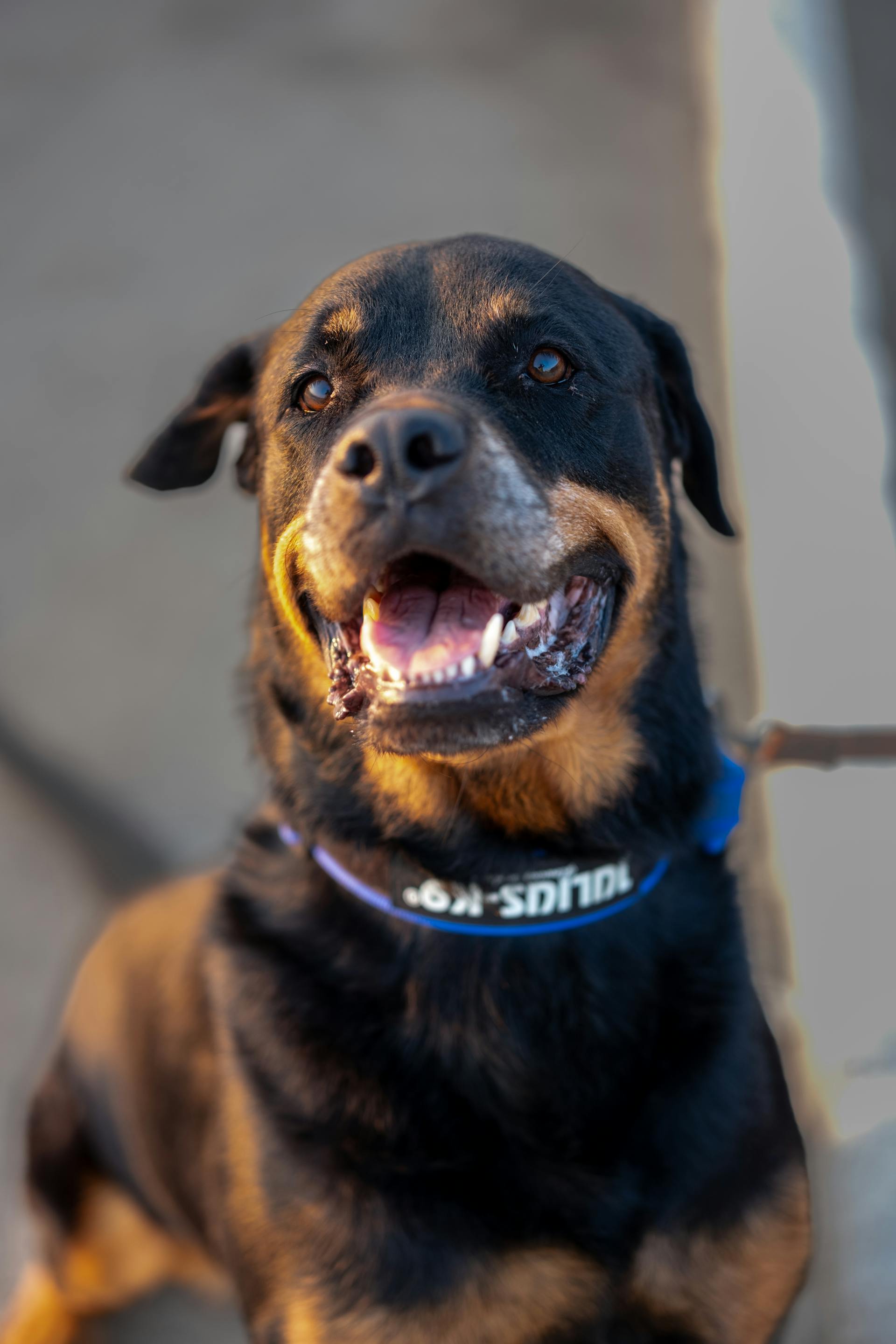 Un rottweiler portant un collier | Source : Pexels