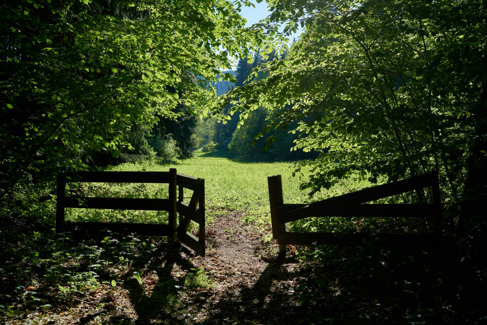 Portão e prado em uma trilha perto da floresta |  Fonte: Shutterstock.com