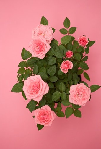 Roses sur fond coloré. | Photo : Getty Images