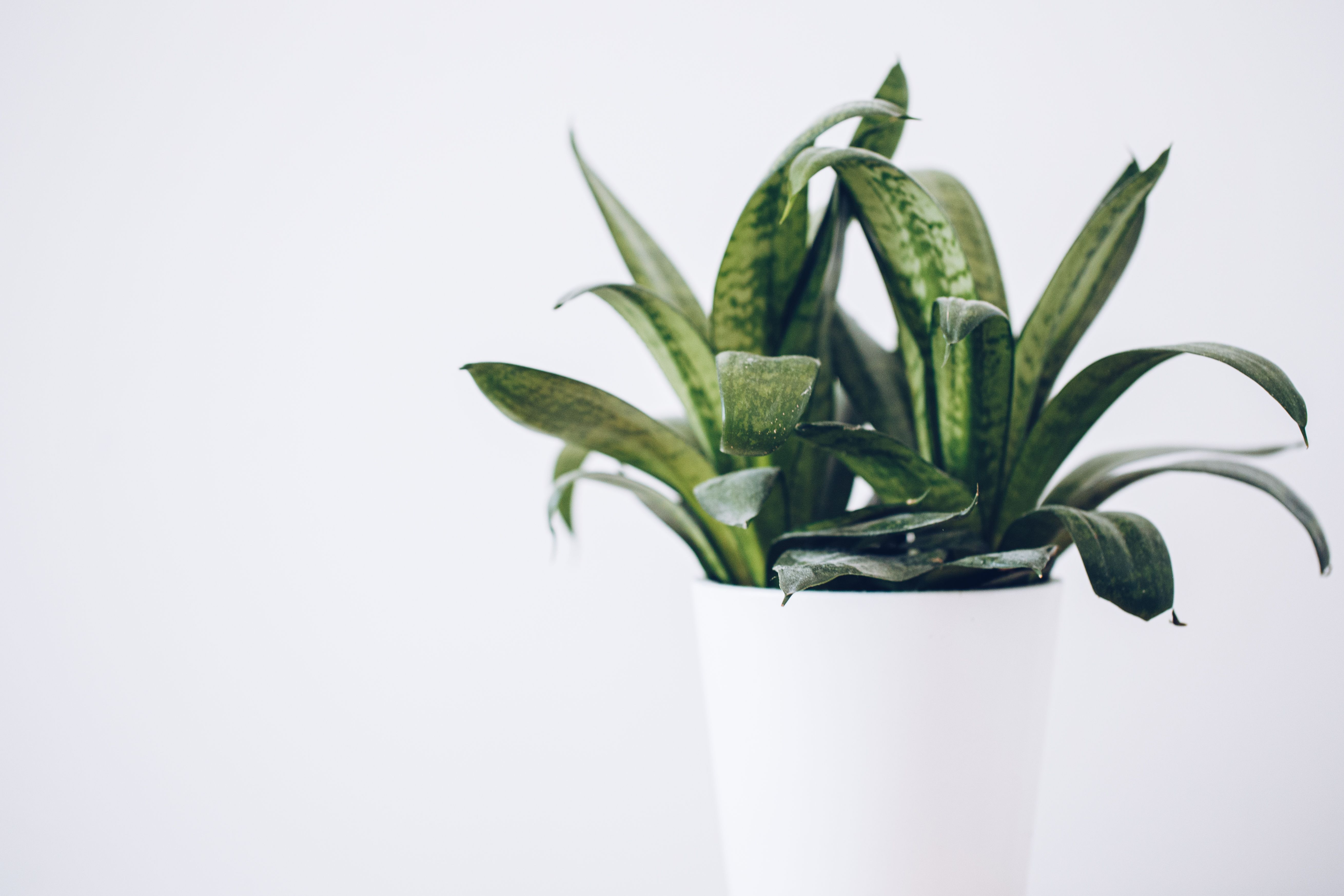 Une plante verte dans un pot blanc | Source : Pexels