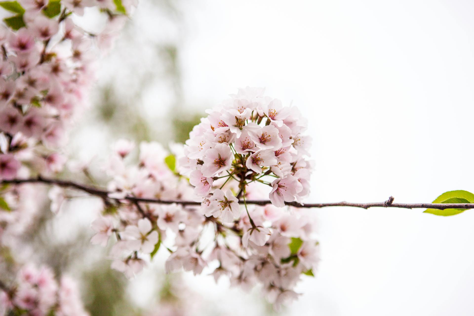 Un gros plan de fleurs de cerisier | Source : Pexels