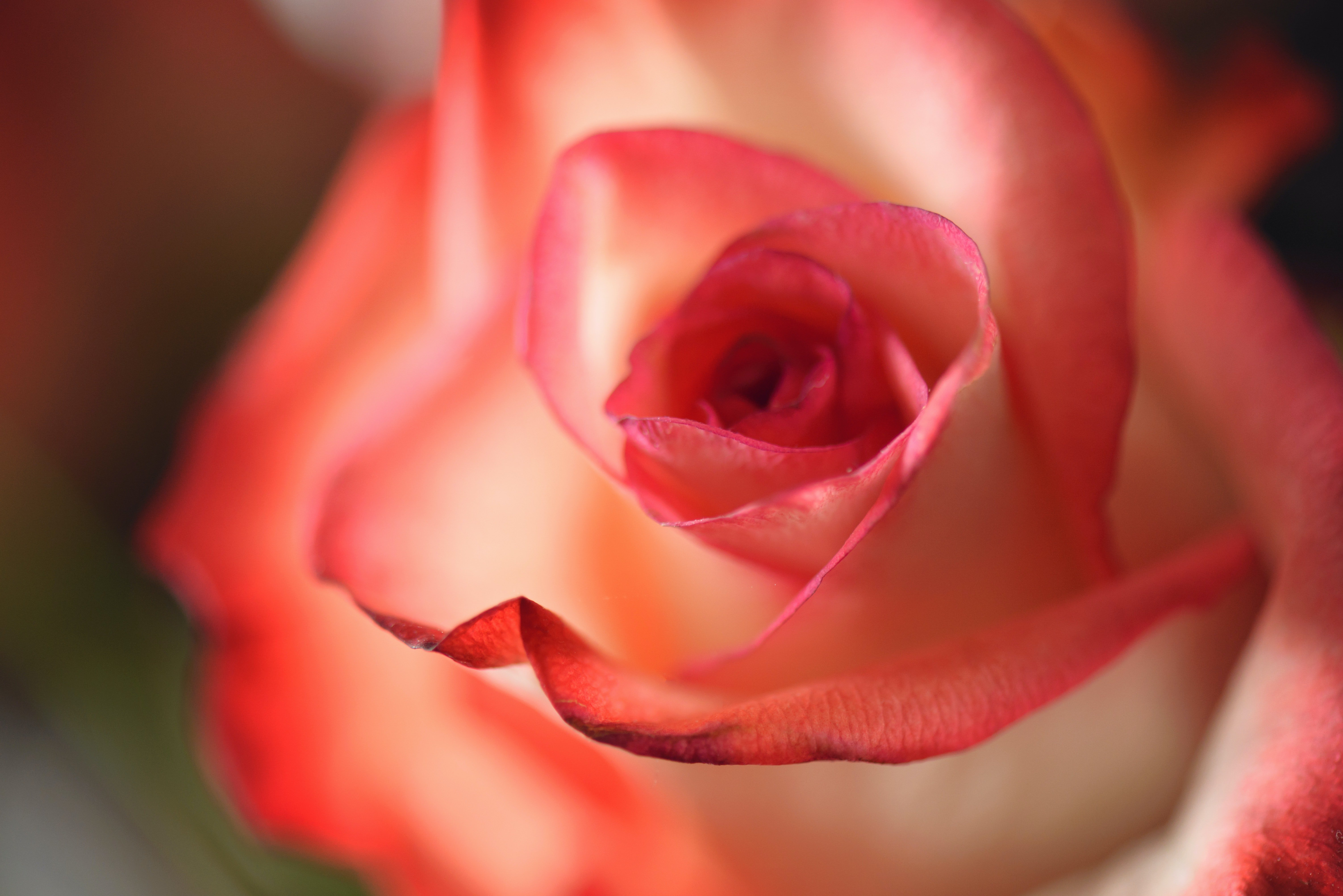 Mia était déçue que sa grand-mère ait choisi de lui offrir une rose le jour de son mariage. | Source : Pexels