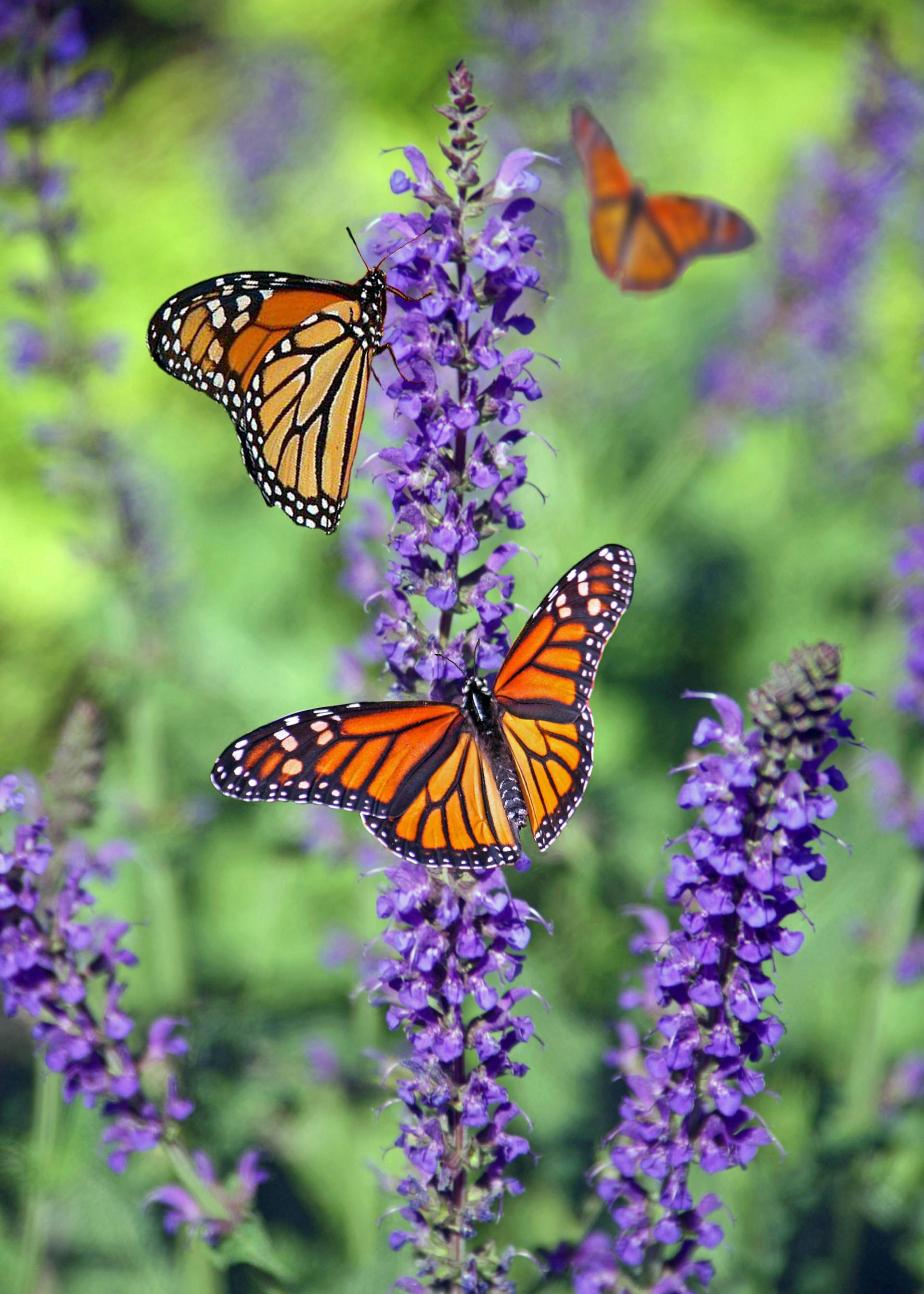 Papillons sur une fleur | Source : Pexels