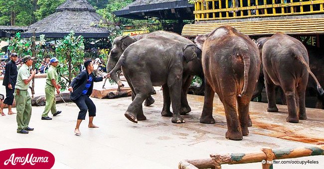 Un photographe révèle que des éléphants ont été poignardés pour exécuter des figures devant un public indifférent