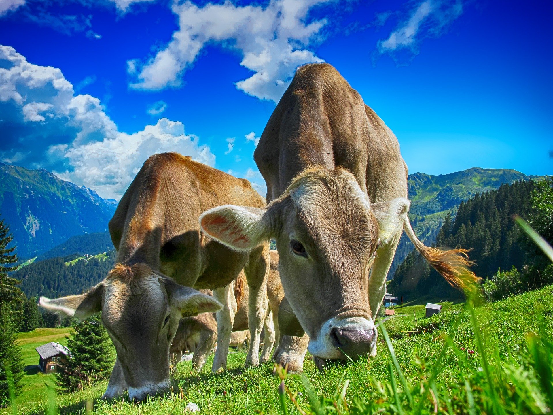 Un élevage de bovin dans une ferme. | Photo : Pixabay