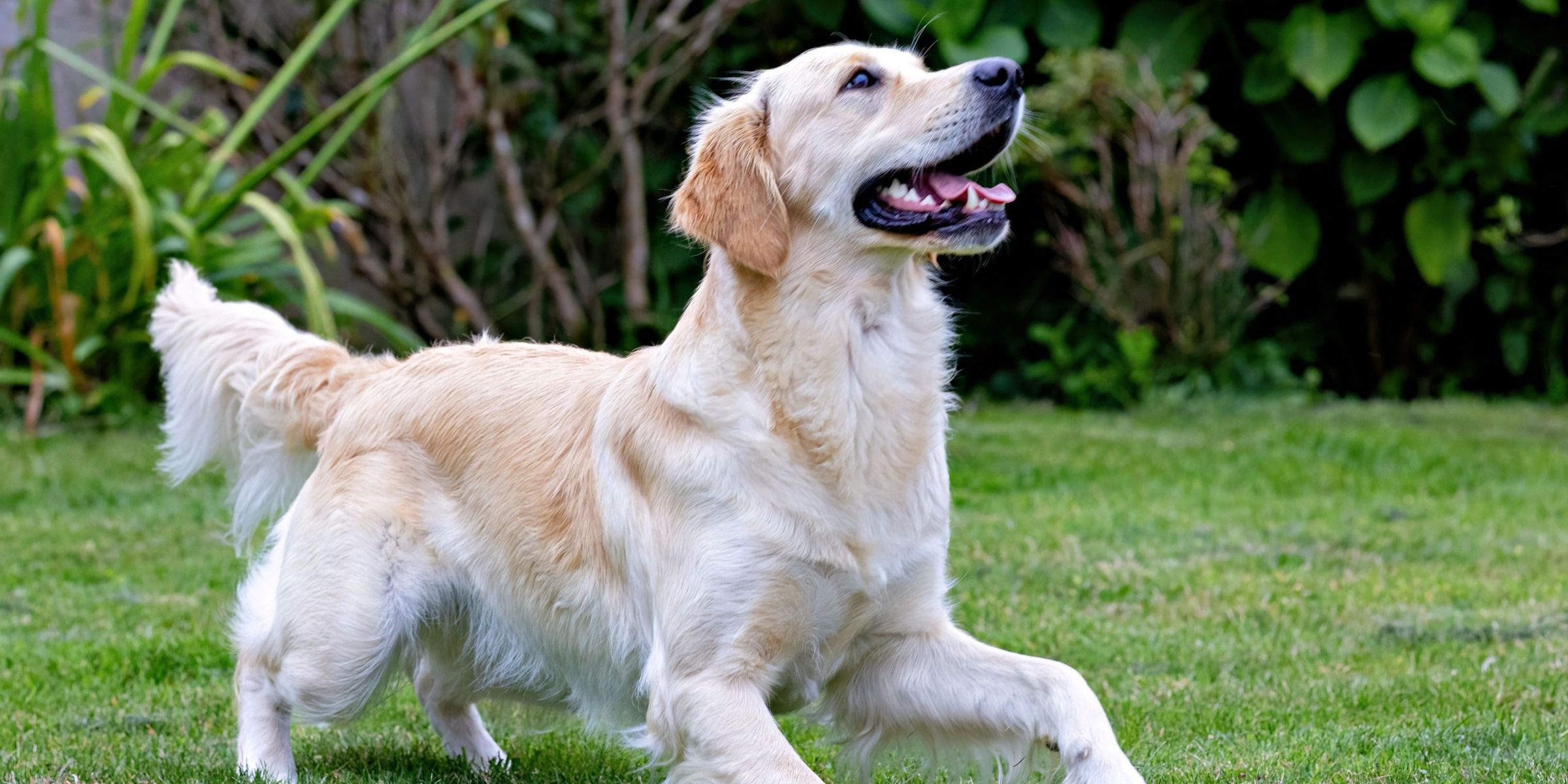 Un chien heureux | Source : Pexels