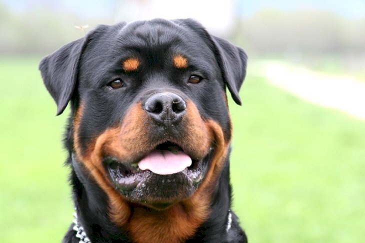 Un Rottweiler. Photo : Wikimedia Commons