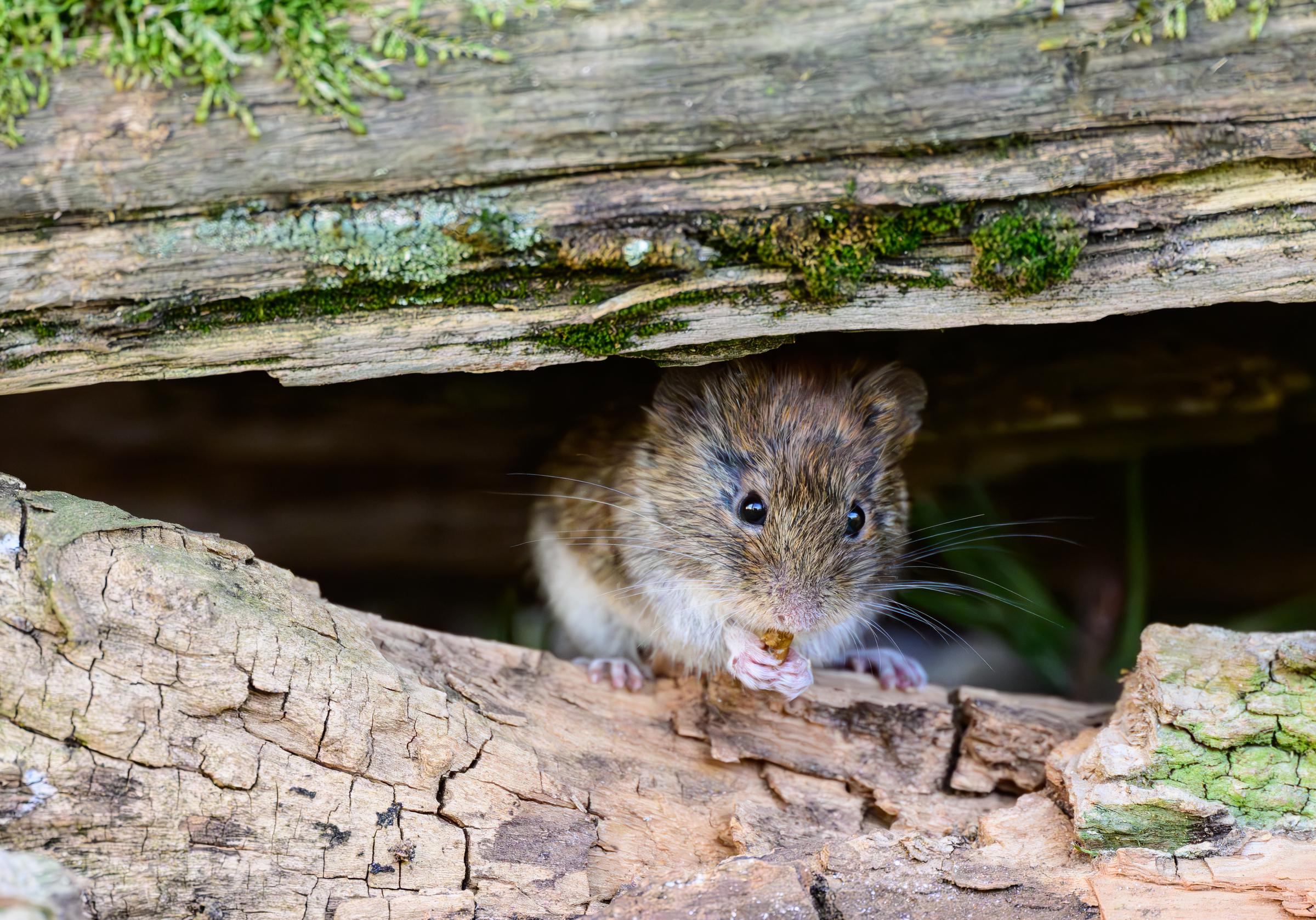 Un campagnol des rives (Myodes glareolus), photographié le 17 avril 2026. Le campagnol des rives est également connu sous le nom de campagnol des bois. Il peut transmettre l'hantavirus et la leptospirose, deux maladies dangereuses pour l'homme. | Source : Getty Images