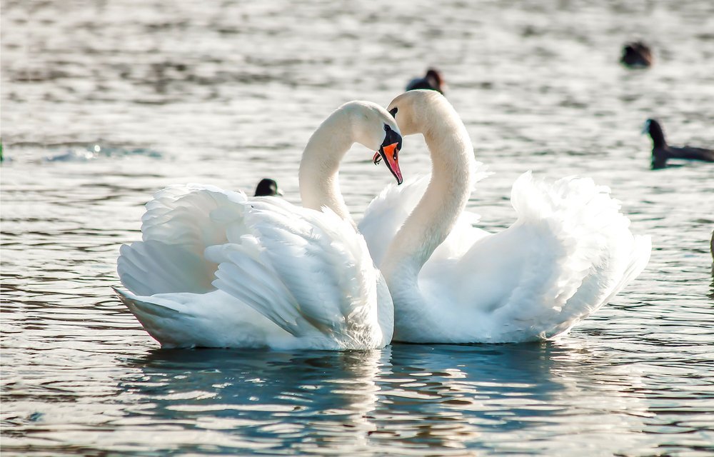 Deux cygnes nageant sur un lac. | Shutterstock