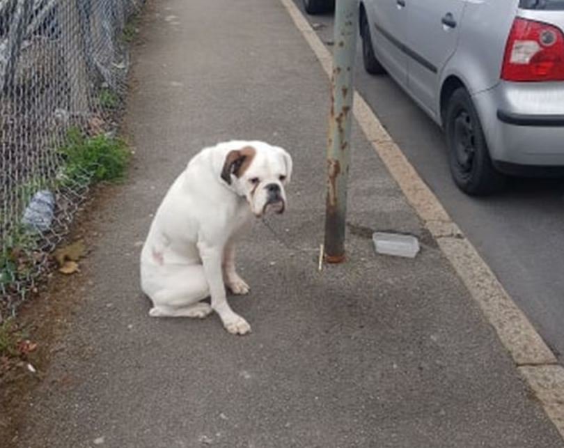 Un chien | Photo : Hull City Council