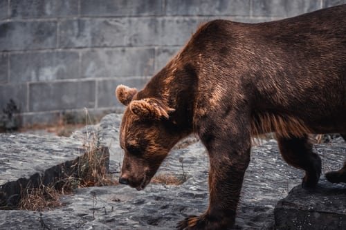 Un Ours se pavanant dans la nature | Unsplash