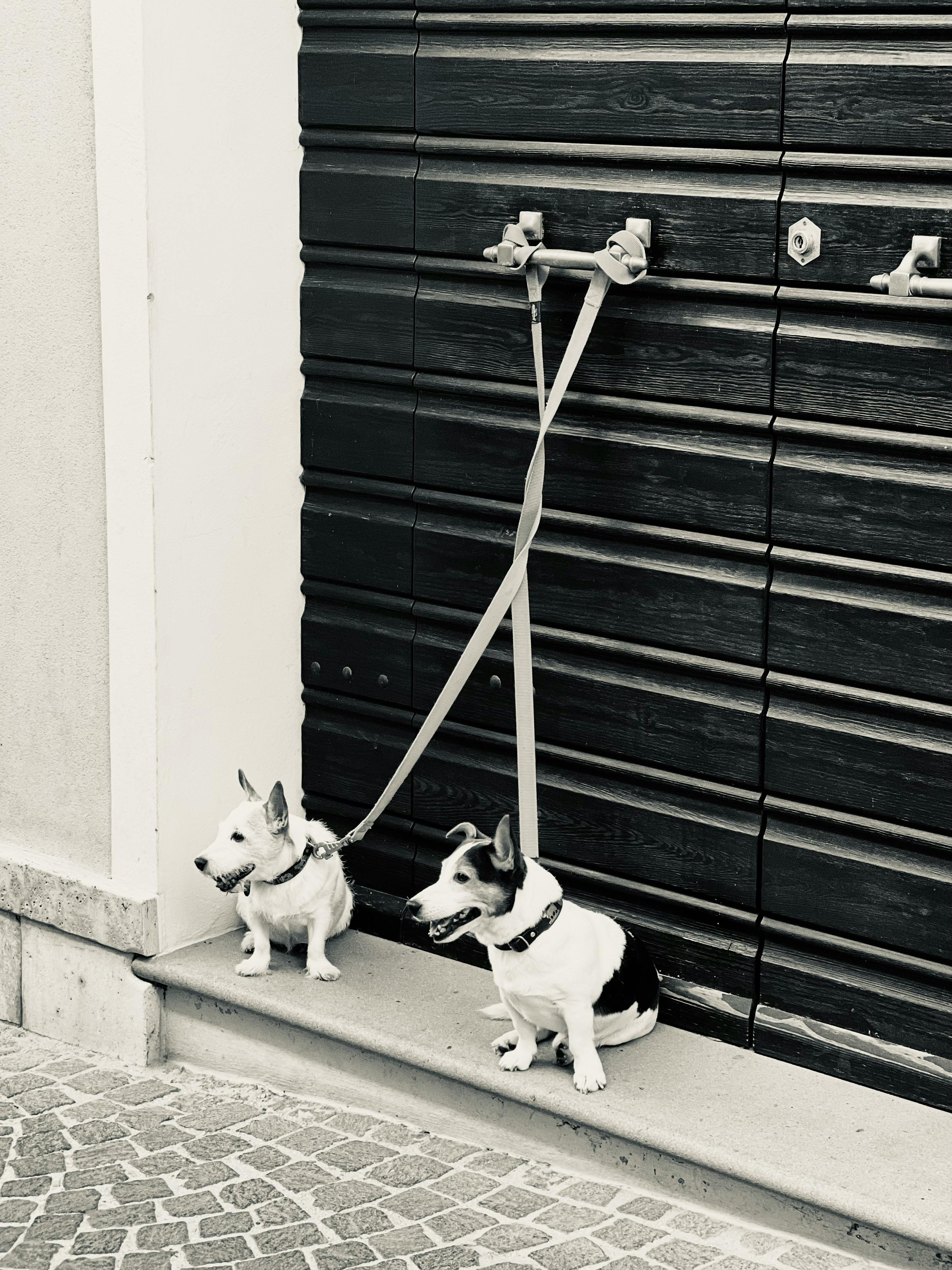 Deux chiens attachés à l'extérieur | Source : Pexels