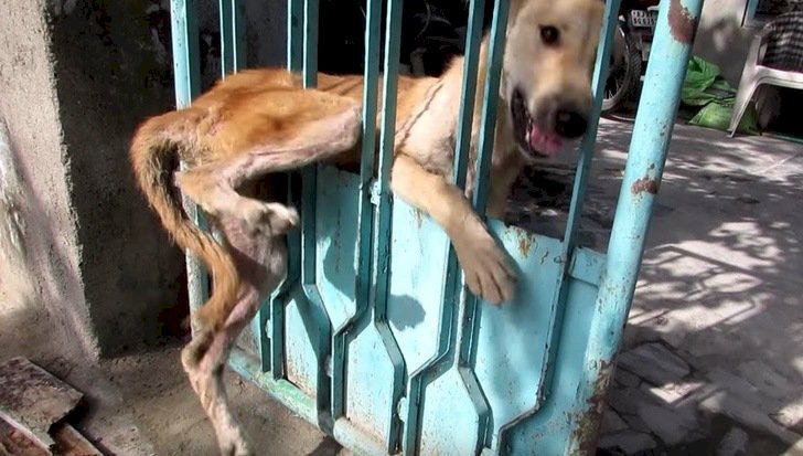 Un chien coincé dans les barreaux d'une porte. | Photo : YouTube/Nieves White