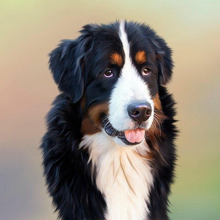 Un chien | Photo : Pixabay
