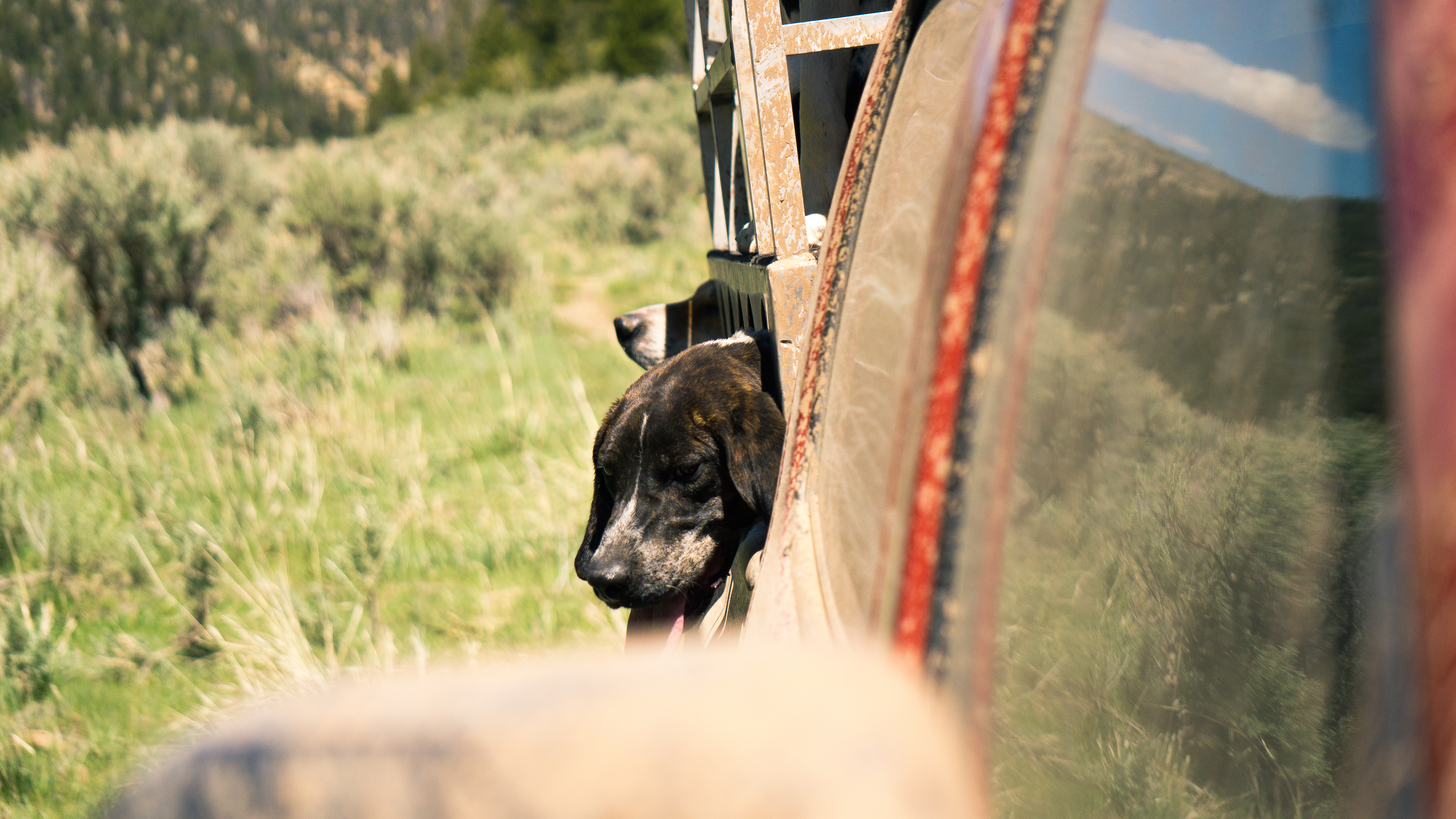 Deux chiens sont chargés à l'arrière d'un camion | Source : Shutterstock