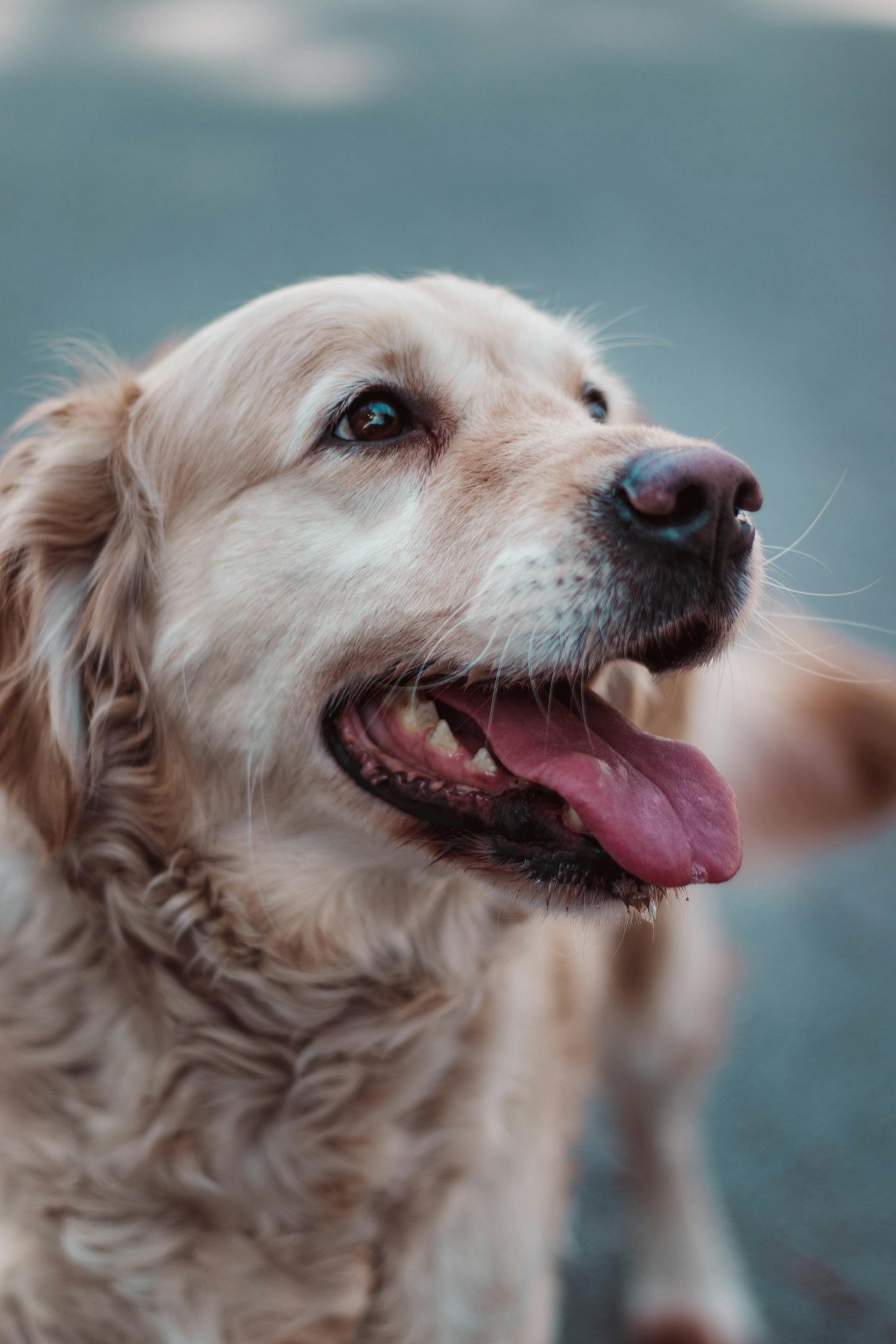 Un golden retriever | Source : Pexels