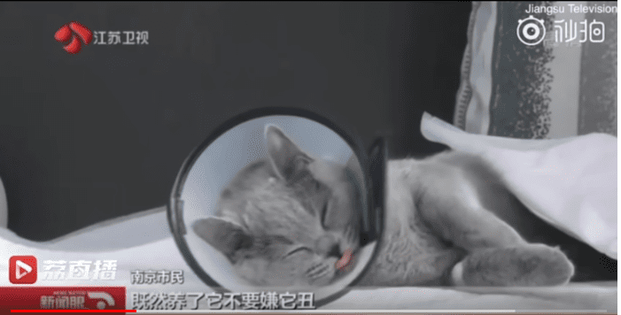Le chat qui s'est fait opérer des yeux, sous la décision de son propriétaire. | Photo : Video Precede/Youtube