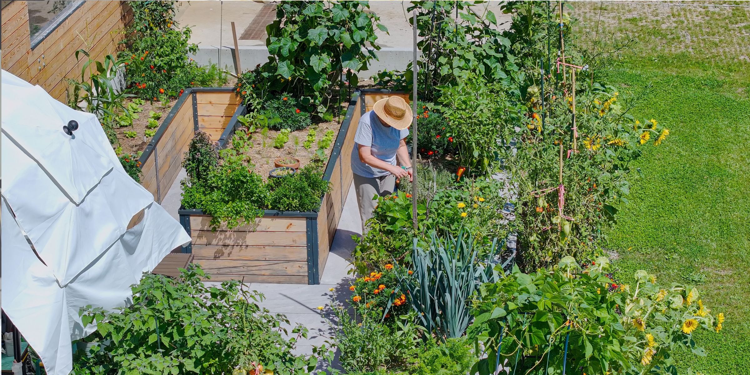 Une jardinière âgée qui s'occupe de son potager en plates-bandes surélevées, bien florissant, par une journée ensoleillée d'été | Source : Shutterstock