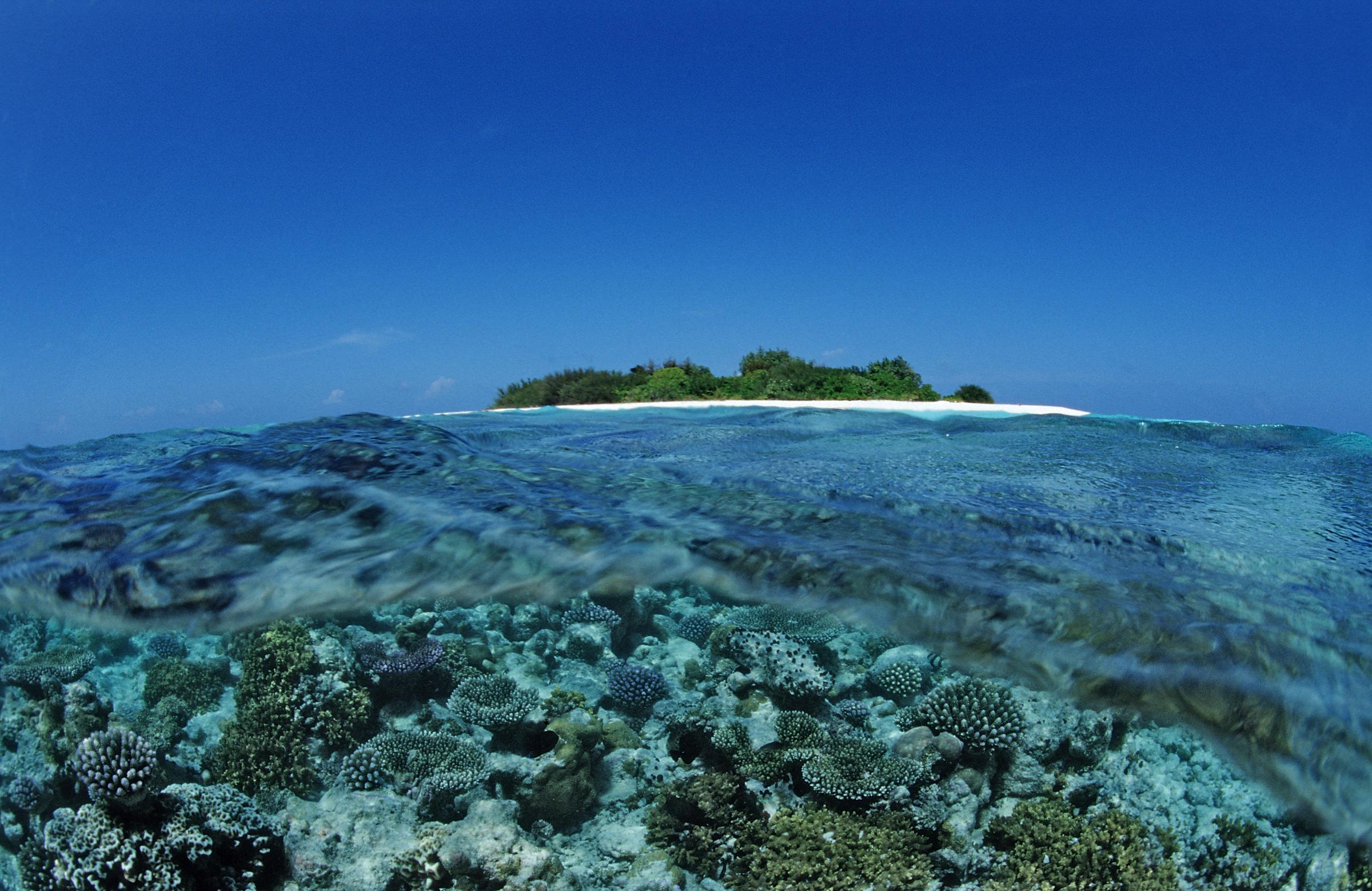 Coraux près de l'île des Maldives, Maldives, océan Indien, atoll de Meemu | Photo d'illustration I Source : Getty Images