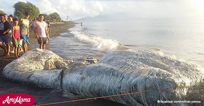 Créature poilue mystérieuse trouvée sur la plage des Philippines, et les habitants sont inquiets