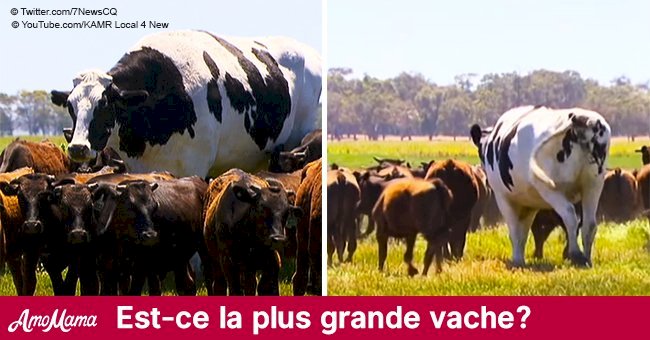 Rencontrez Knickers, probablement la plus grosse vache du monde